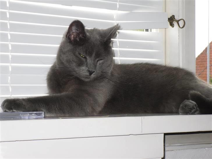 Huskat Ib - Tager lige en slapper i vindueskarmen :) billede 20