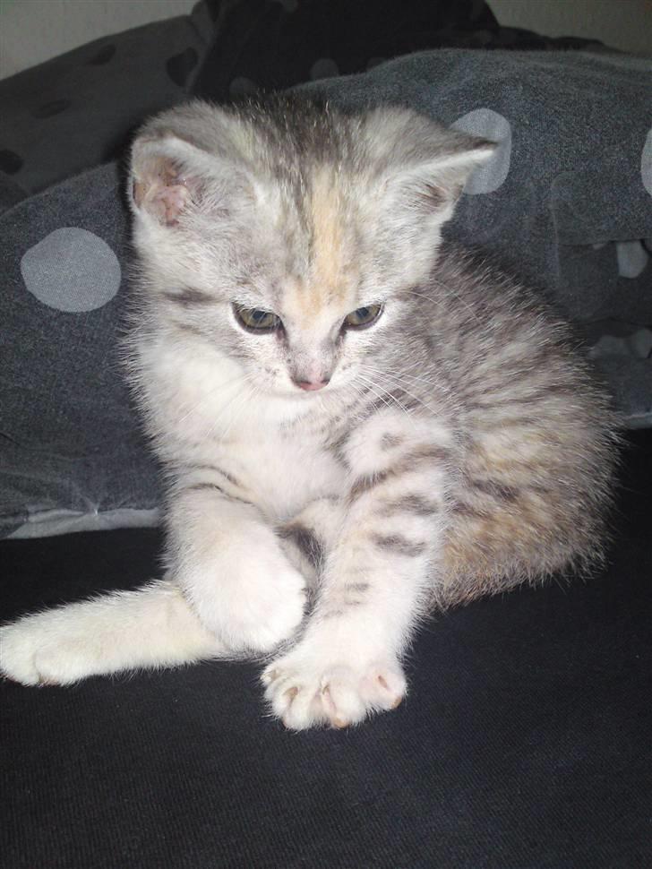 Huskat FRiDA - Miss u. billede 15