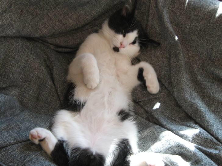 Blanding af racer scooter billede 15