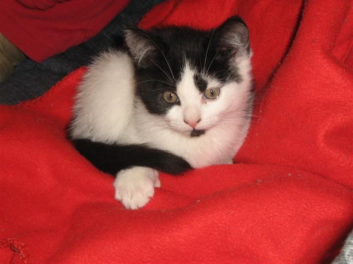 Blanding af racer scooter billede 16