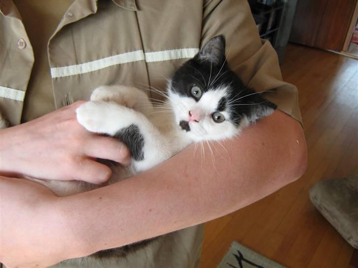 Blanding af racer scooter billede 17