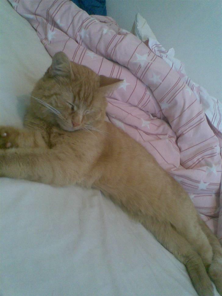 Huskat Garfild billede 6