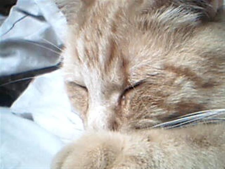 Huskat Garfild billede 7