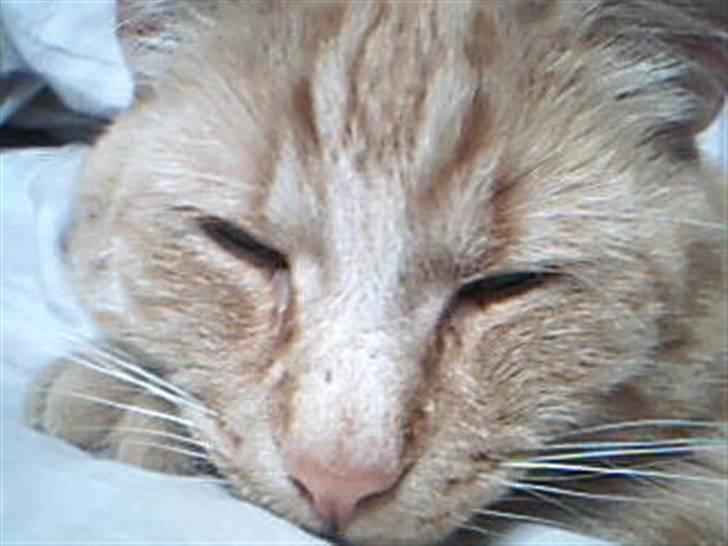 Huskat Garfild billede 8