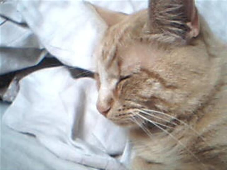 Huskat Garfild billede 9