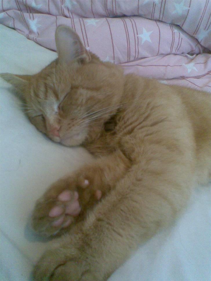 Huskat Garfild billede 10