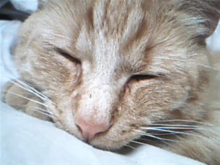 Huskat Garfild billede 11