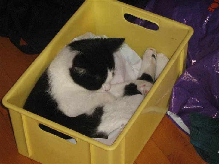 Blanding af racer scooter billede 18