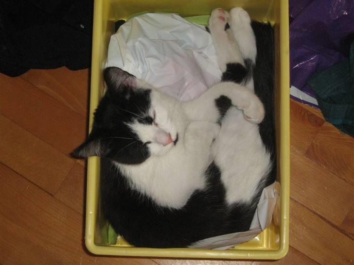 Blanding af racer scooter billede 19