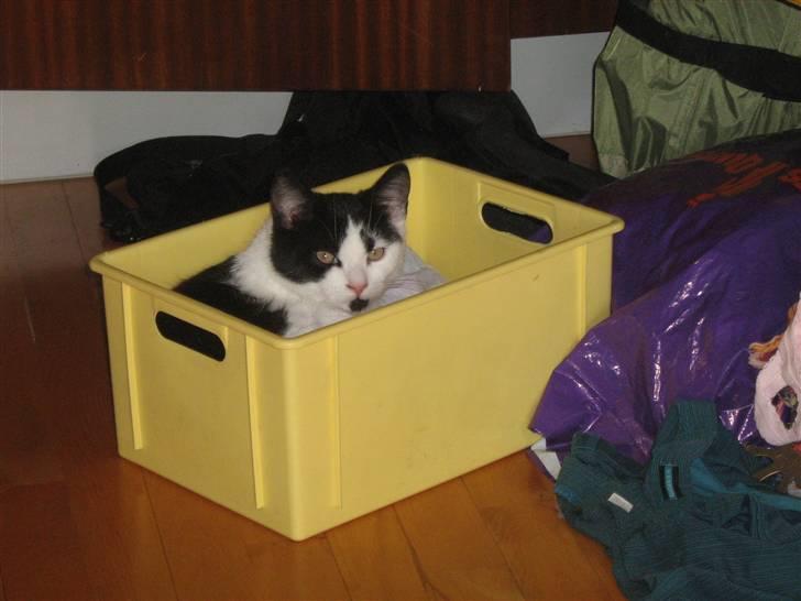 Blanding af racer scooter billede 20