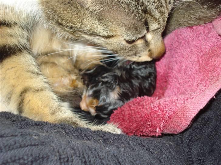 Huskat Misty - første killing ser dagens lys kl. 15.00 billede 12