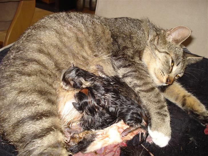 Huskat Misty - anden killing ser dagens lys kl. 15.15 billede 13