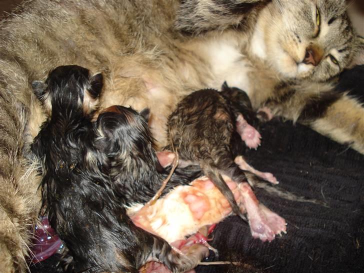 Huskat Misty - tredje killing ser dagens lys kl. 15.55 billede 14