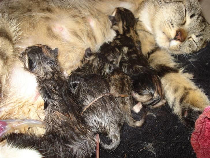 Huskat Misty - sidste killing kommer kl. 16.21 billede 15