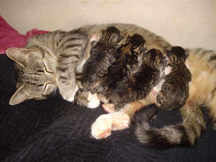 Huskat Misty - Mor og børn har det godt, og de hygger :) billede 16