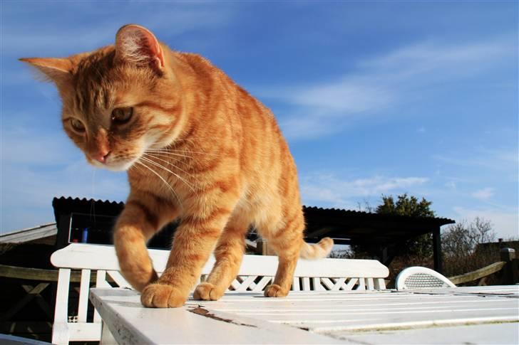 Blanding af racer Garfield billede 1