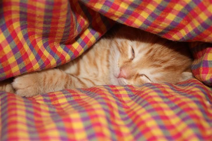 Blanding af racer Garfield billede 2