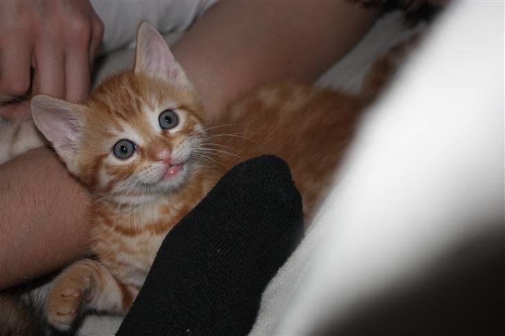 Blanding af racer Garfield billede 3