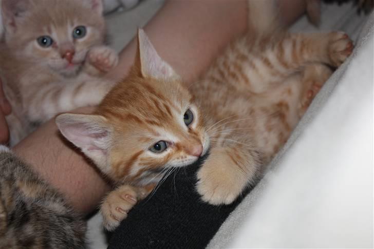 Blanding af racer Garfield billede 4