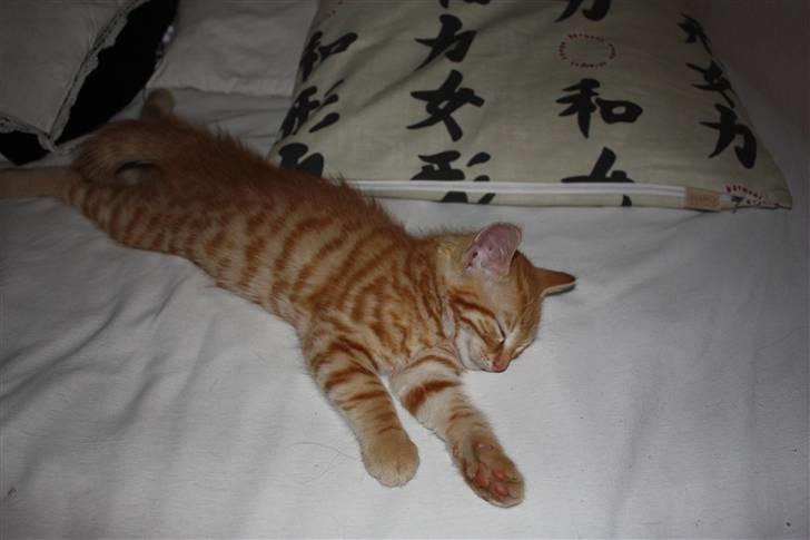 Blanding af racer Garfield - Se lige hvordan han ligger ;P Skøre kat. billede 5