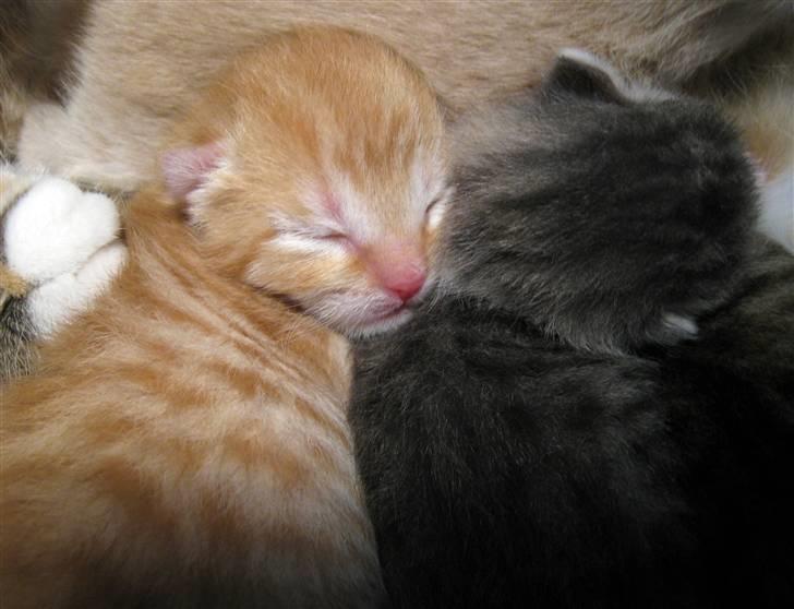 Blanding af racer Garfield - Gaf og Kia billede 6