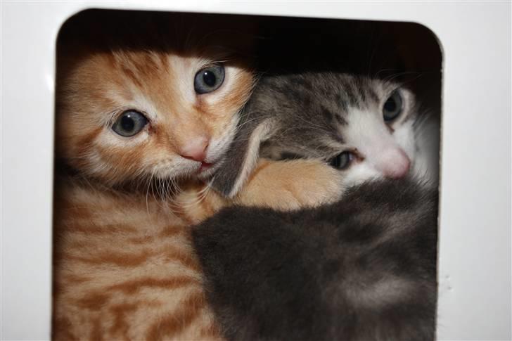 Blanding af racer Garfield - Gaf og Kia kravlede ind i en "killingepakke" som var tom, og gemte sig der.. billede 7