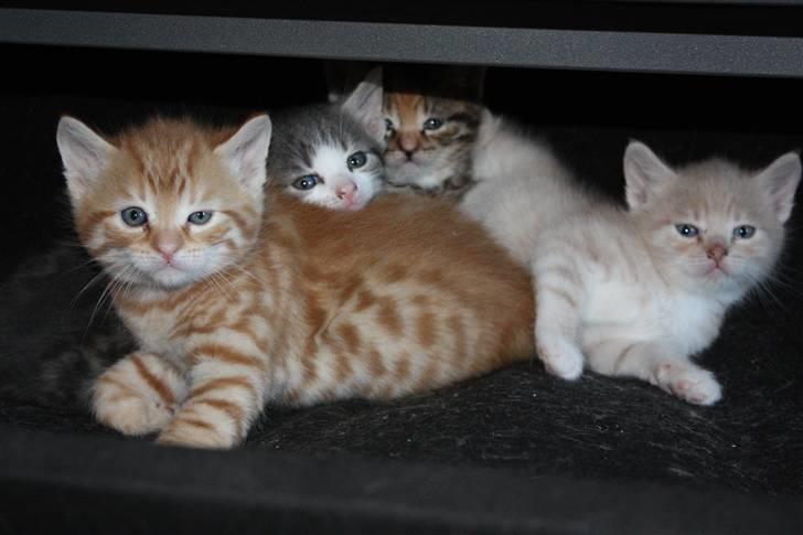 Blanding af racer Garfield - Gaf, Kia, Perle, Speedy billede 8