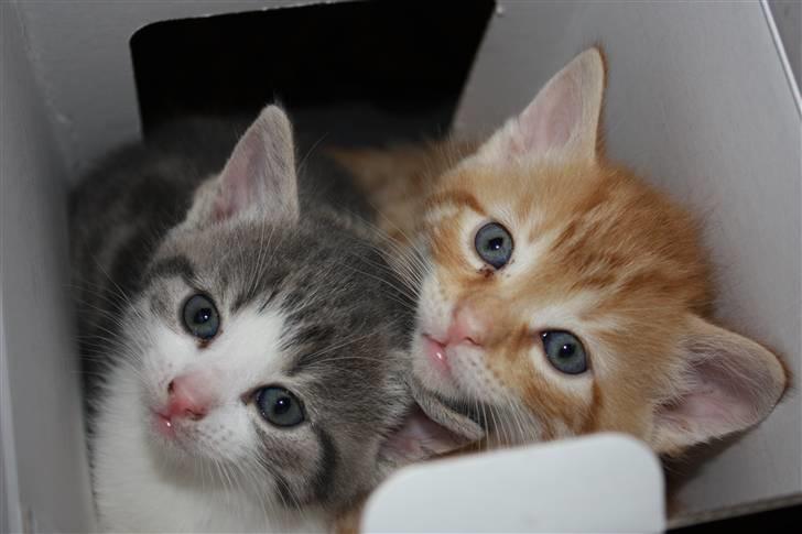 Blanding af racer Garfield - Kia og Gaf billede 9