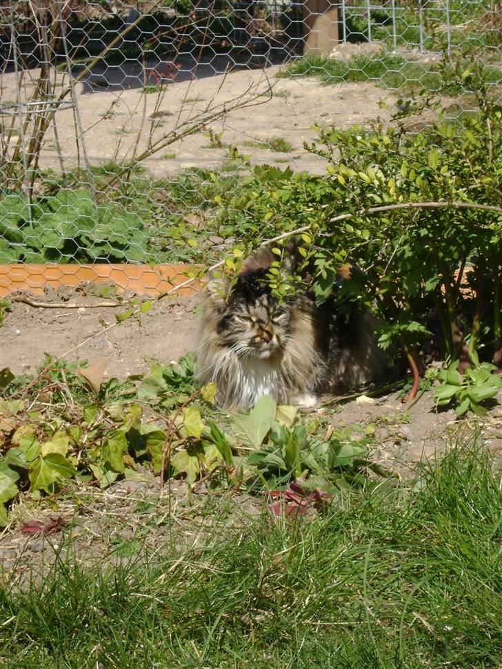 Maine Coon Dune - Du kan ikke finde mig... billede 6