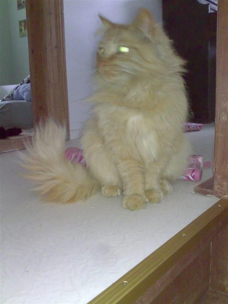 Norsk Skovkat Bandit billede 6