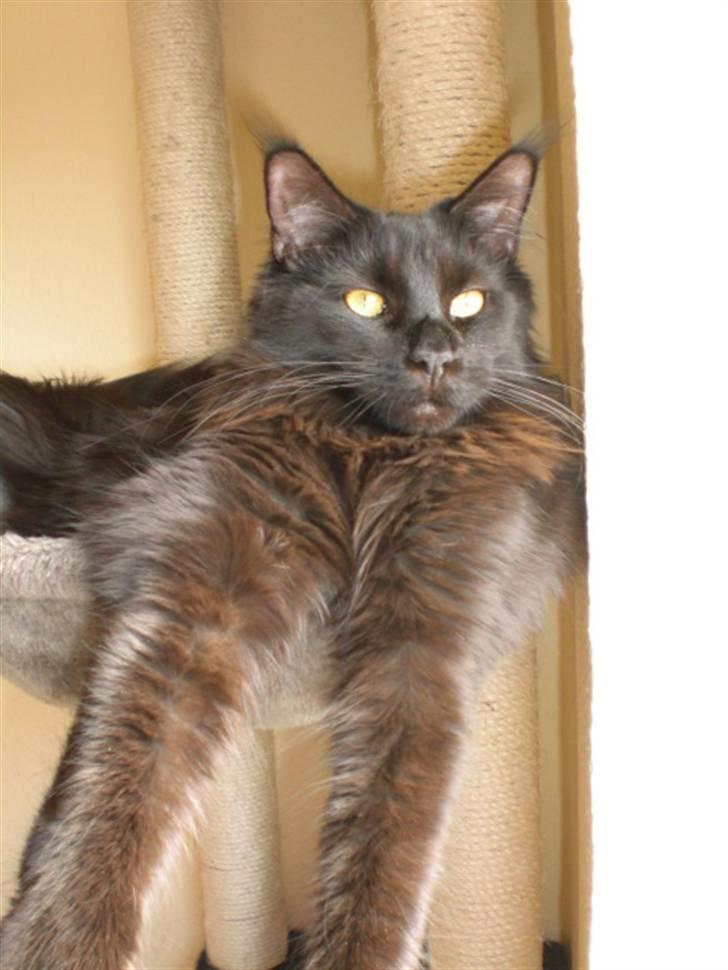Maine Coon Toffe billede 20