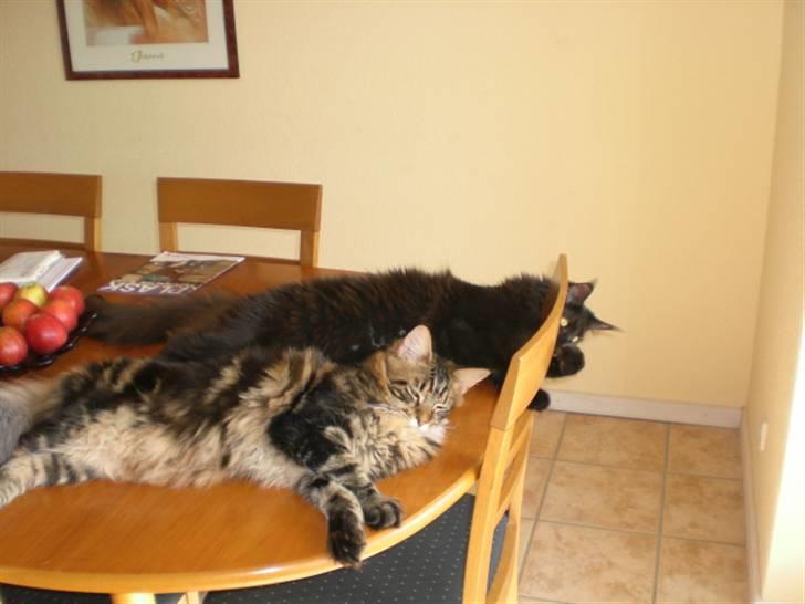 Maine Coon Tiger - Tiger og Toffe elsker at ligge på bordet billede 19