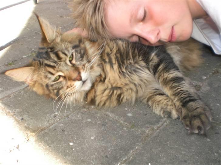 Maine Coon Tiger - Råhygge i skyggen under bordet billede 20