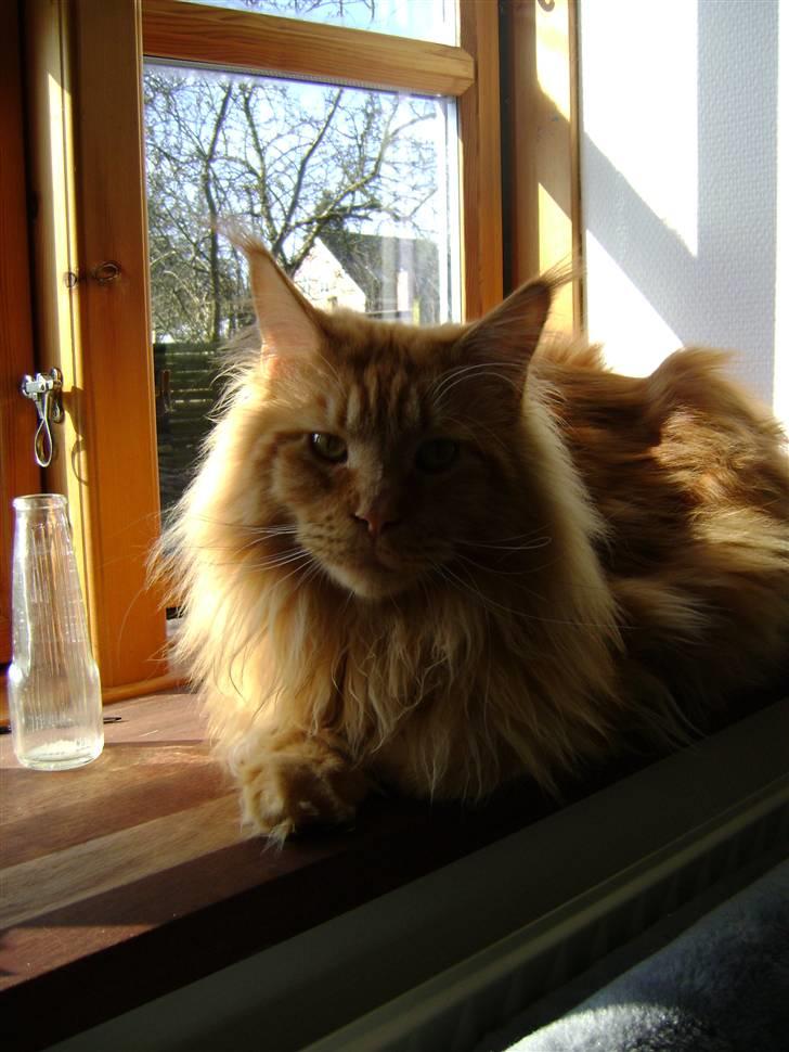 Maine Coon Don Diego - <3 billede 6