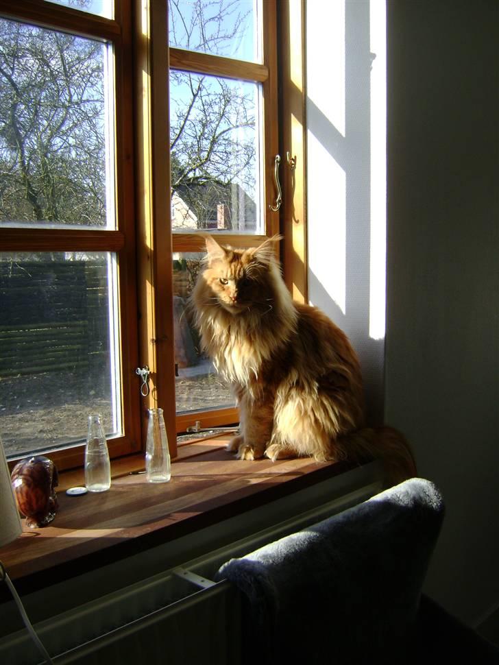 Maine Coon Don Diego - Mini løve.. billede 7