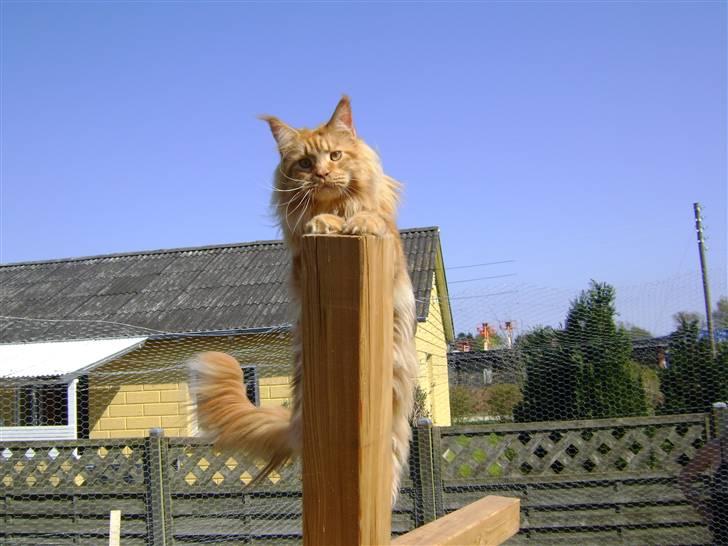 Maine Coon Don Diego - Ude i katte gården.. billede 8