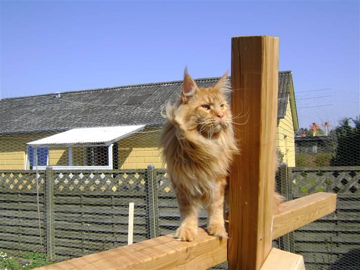 Maine Coon Don Diego - :) billede 9