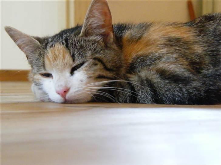 Blanding af racer Kiwi- HAR SMÅ KIWILINGERE - Kiwi min fotogen´e kat, får lige taget et hovedebillede :o)  [Foto: Mig selv SMJ foto] billede 13