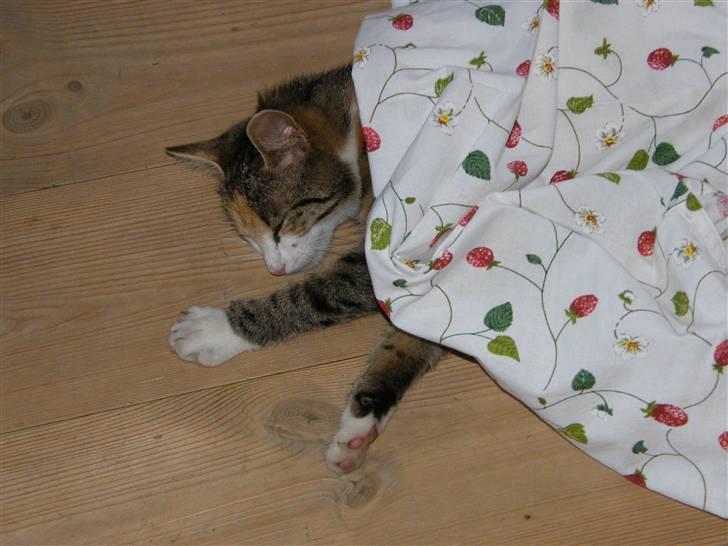 Blanding af racer Kiwi- HAR SMÅ KIWILINGERE - Kiwi ligger og putter sig under en sommerdug hihi :)  [Foto: Mig selv SMJ foto] billede 14