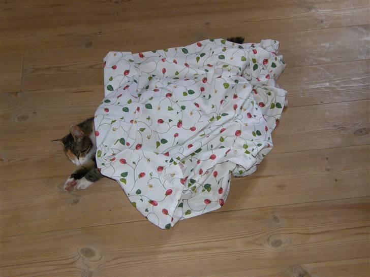 Blanding af racer Kiwi- HAR SMÅ KIWILINGERE - Skønt :o)  [Foto: Mig selv SMJ foto] billede 15