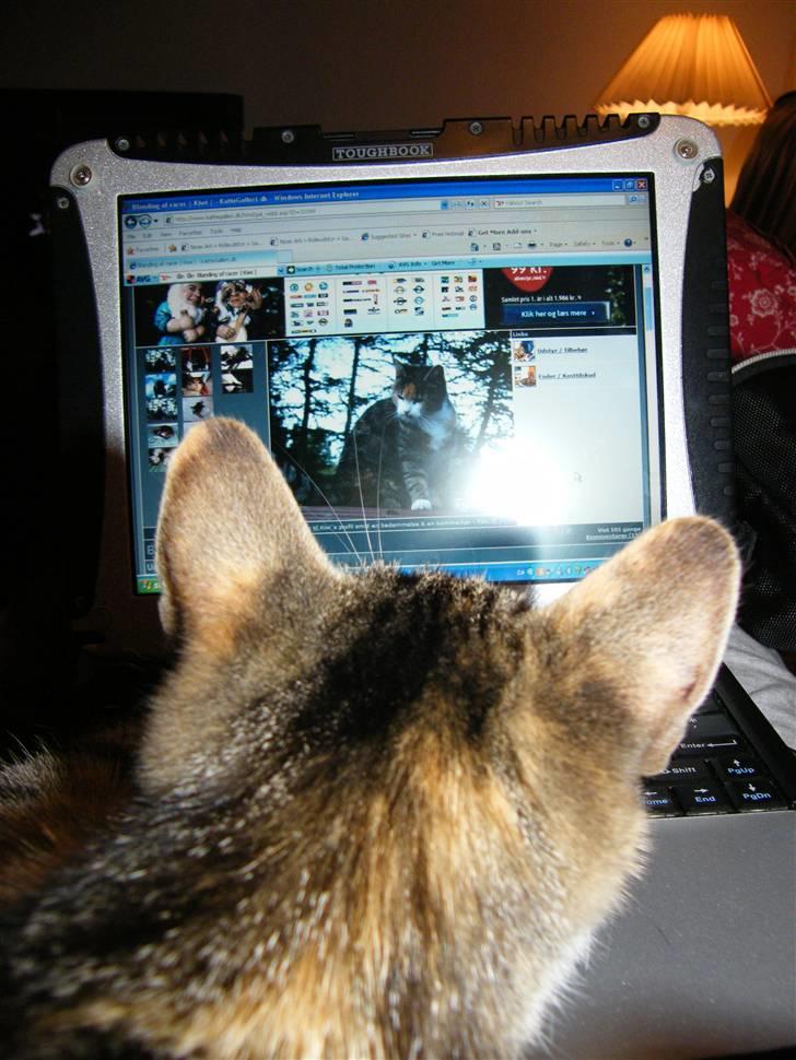 Blanding af racer Kiwi- HAR SMÅ KIWILINGERE - Kiwi "surfer" på kattegalleri, her kigger hun lige sine egne billeder igennem (: Hihi den skøre kat elsker det bare. :)  [Foto: Mig selv SMJ foto] billede 16