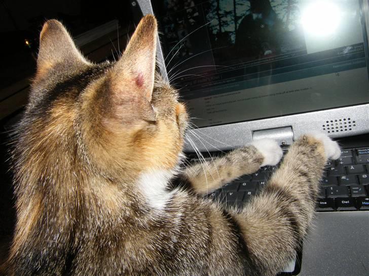 Blanding af racer Kiwi- HAR SMÅ KIWILINGERE - Kiwi skriver lige en kommentar xD<3  [Foto: Mig selv SMJ foto] billede 17