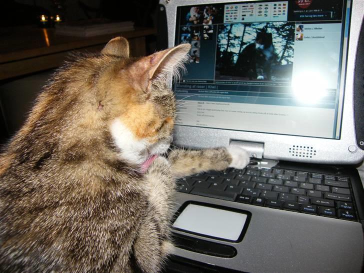 Blanding af racer Kiwi- HAR SMÅ KIWILINGERE - Jeg kan da også lige slikke min pote samtidig (:  [Foto: Mig selv SMJ foto] billede 18