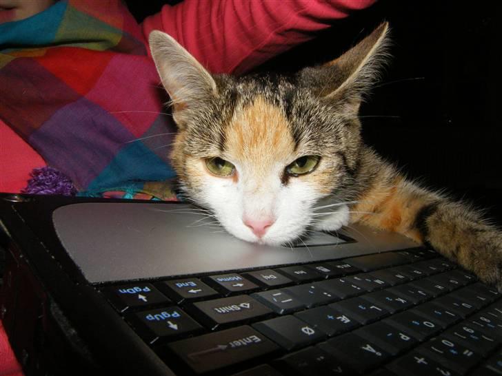 Blanding af racer Kiwi- HAR SMÅ KIWILINGERE - Ej, hvor bliver man bare træt af at surfe :) Tager lige et hvil over tastaturet så Signe ikke kan skrive mere iaften :o)  [Foto: Mig selv SMJ foto] billede 19