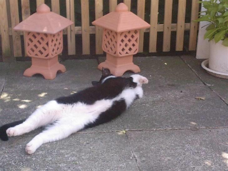 Blanding af racer Frede - Afslapning på terrassen billede 17