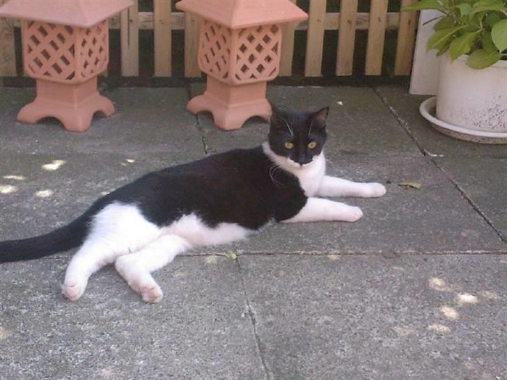 Blanding af racer Frede - Første gang på terrassen billede 18