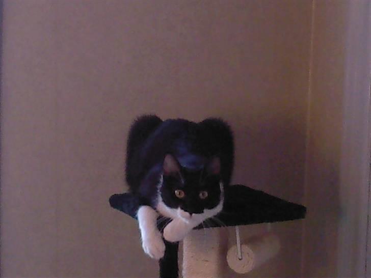 Blanding af racer Frede billede 19