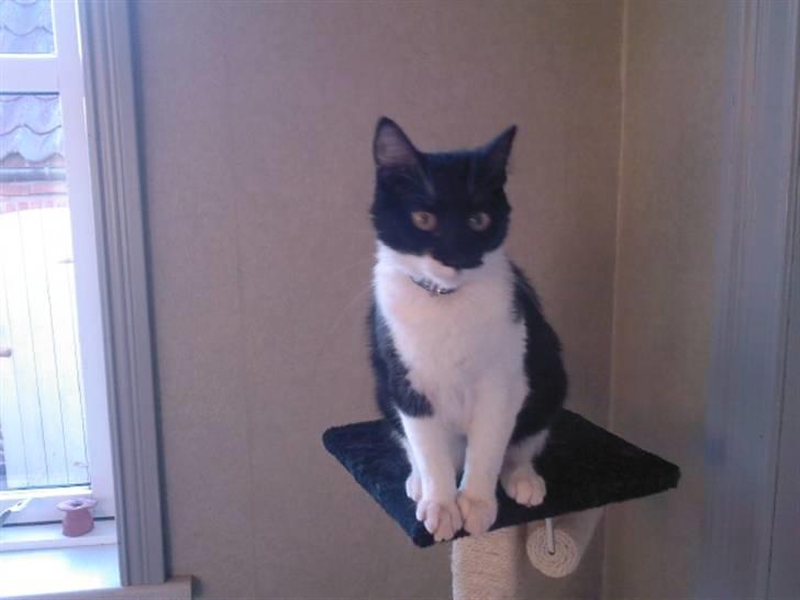 Blanding af racer Frede - Sikke en udsigt her oppe fra. billede 20