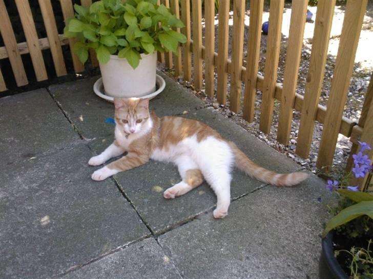 Blanding af racer Donna - Afslapning i sommervarmen billede 15