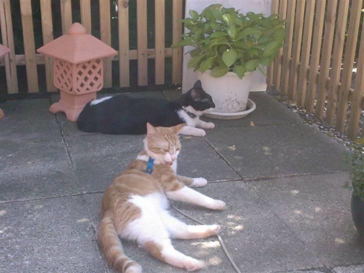 Blanding af racer Donna - Man bliver så beskidt af at lege ude, så man skal lige vaskes lidt. billede 16